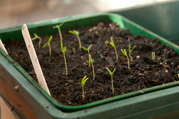 Brotes de pimienta