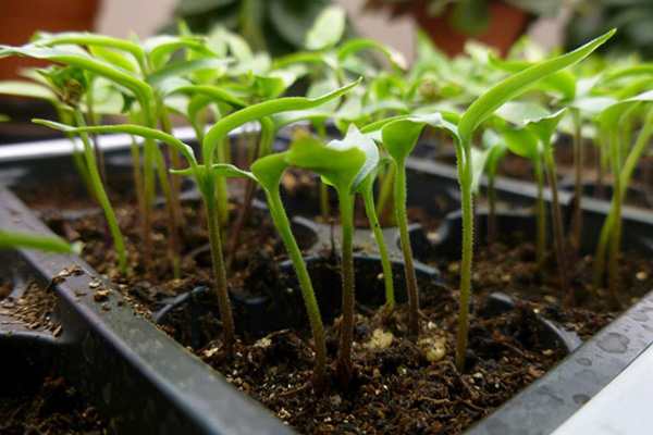 Cultivo de plántulas de pimiento