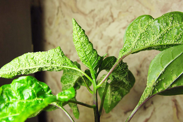 Pulgones en plántulas de pimiento