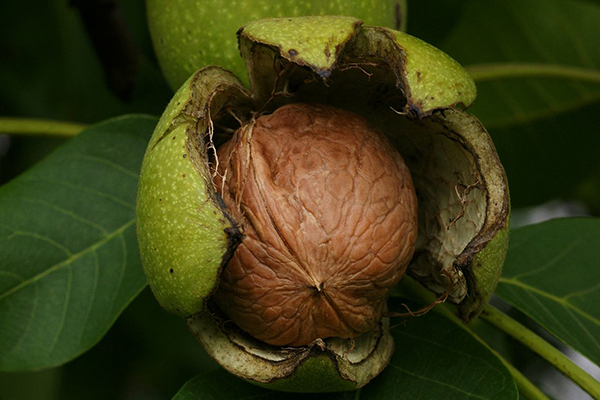 ripe walnut
