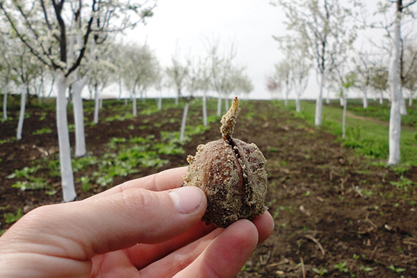 Sprouted walnut