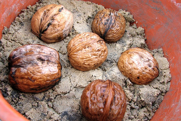 Sprouting walnuts in a sand pot