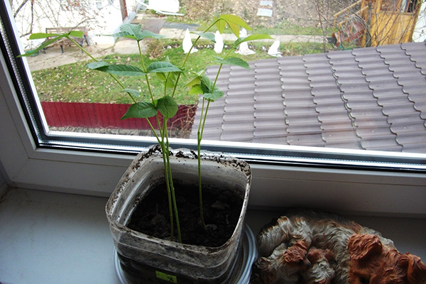 Walnut seedlings on the windowsill