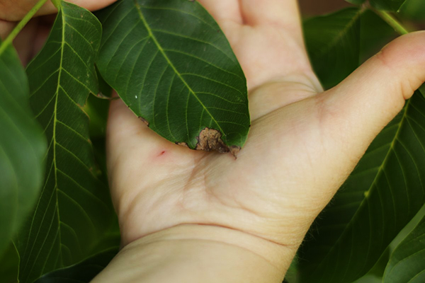 Damaged walnut leaf