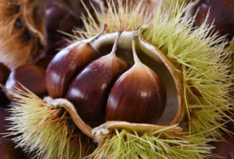 Japanese chestnut