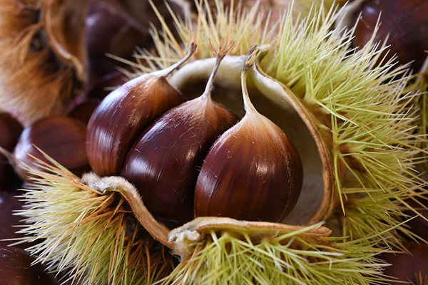 Japanese chestnut