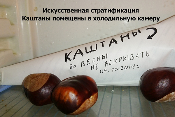 Chestnuts in the refrigerator