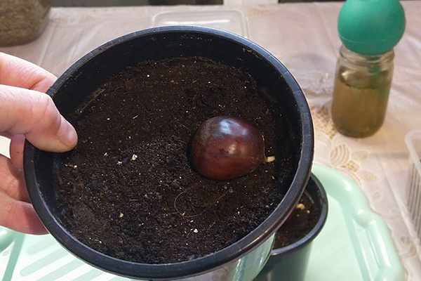 Sprouting chestnuts in a pot