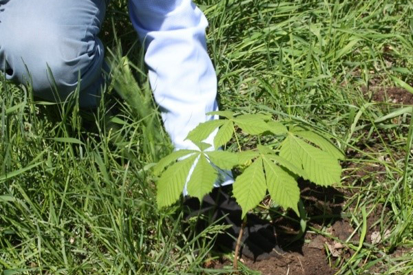 Transplanting a chestnut to a permanent place