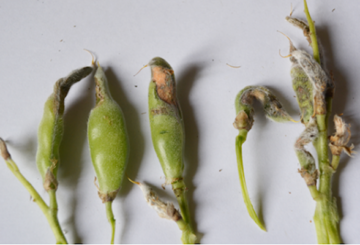 Lupine-peulen aangetast door anthracnose