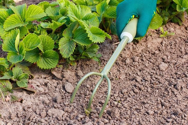 Aflojar la tierra en el jardín de fresas