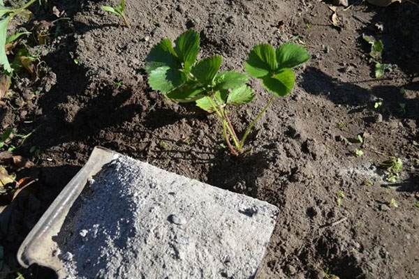 Fresno de madera para fresas