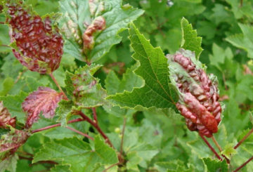 Red spots on currant leaves