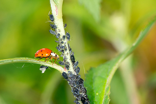 Ladybug and black aphid