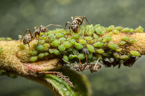 Мравки и листни въшки