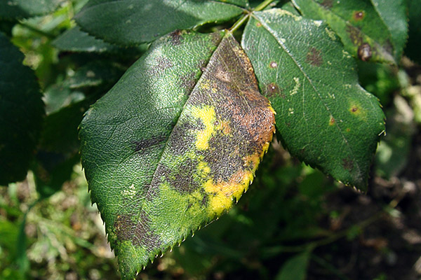 Symptoms of black spot on roses