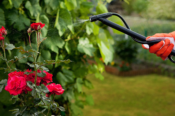 Rociar una rosa