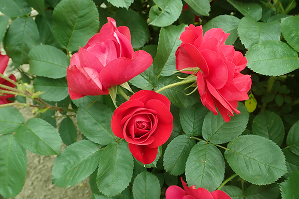 Bloeiende roos in de tuin