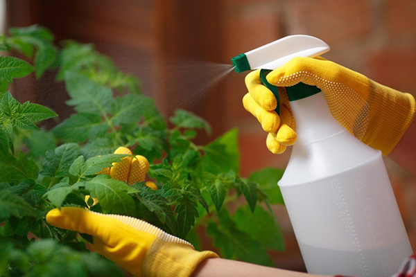 Spraying tomatoes from pests