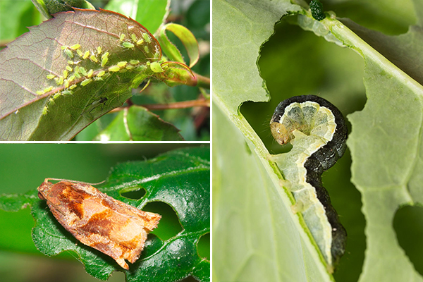 Plant pests - aphids, moths, scoops
