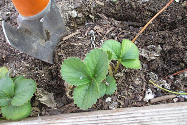 Strawberry planting