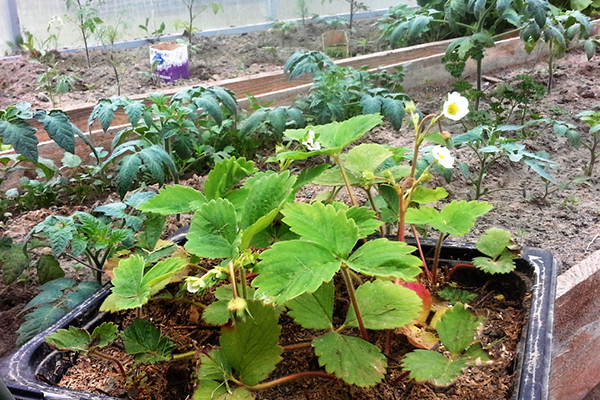 Trasplante de fresas durante la floración.