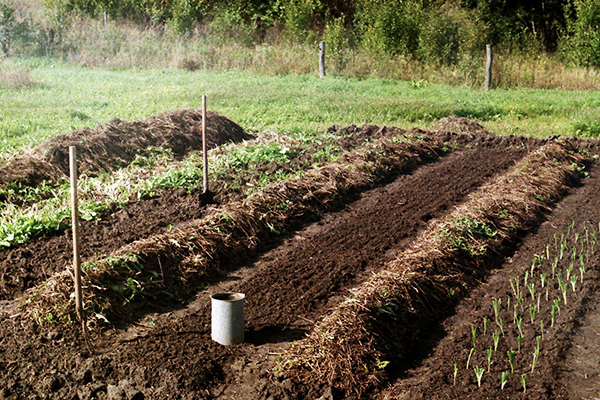 Preparing strawberry beds