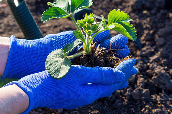 Planting strawberry seedlings