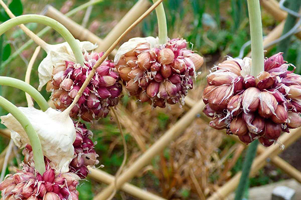 Winter garlic bulbs