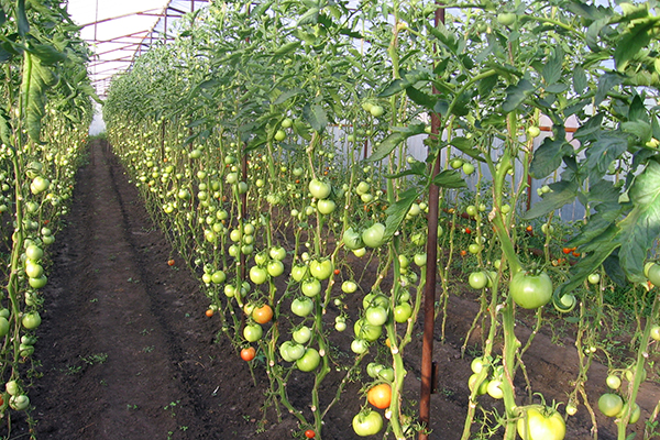 Tomater utan nedre blad i ett växthus