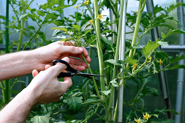 Ta bort styvbarn från tomater i ett växthus