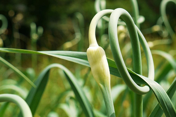 Arrow of garlic