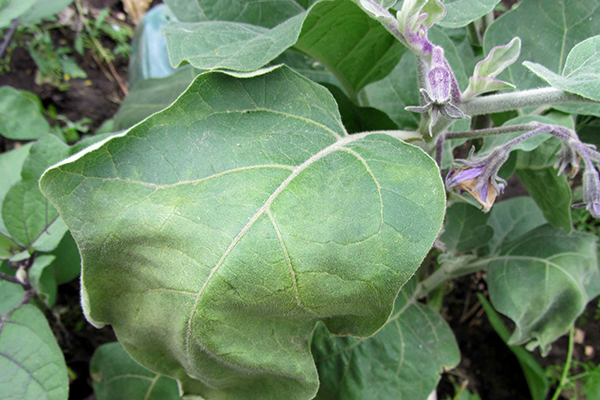 Withered eggplant leaf