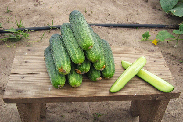Cucumber harvest Tchaikovsky F1