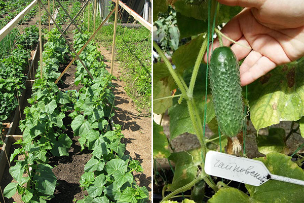 Growing cucumbers Tchaikovsky F1