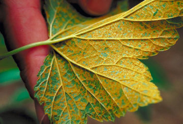 Rust on currant leaf