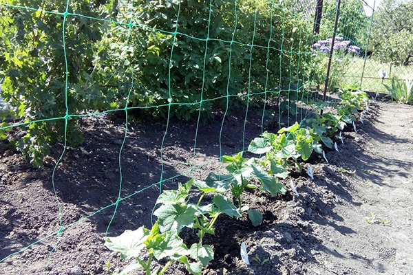 Garter net for cucumbers