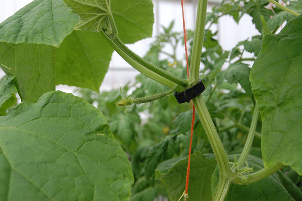 Garter cucumbers with a clamp