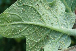 Aphids on an eggplant leaf