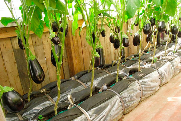Growing eggplants