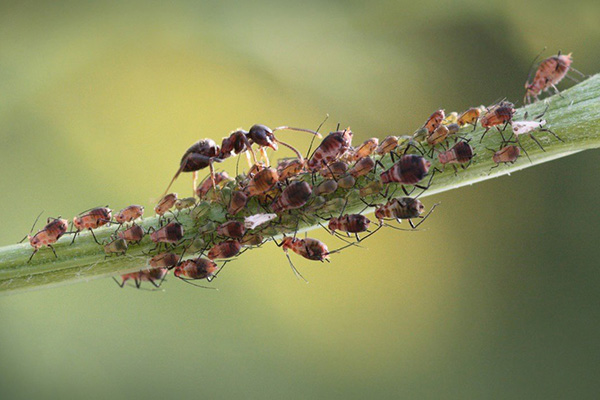 Bladlöss och myra