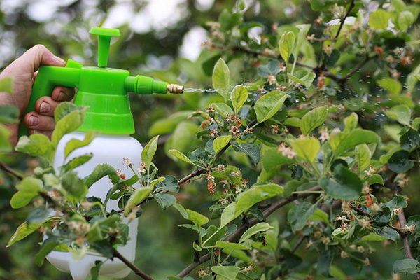 Spraying the apple tree from aphids