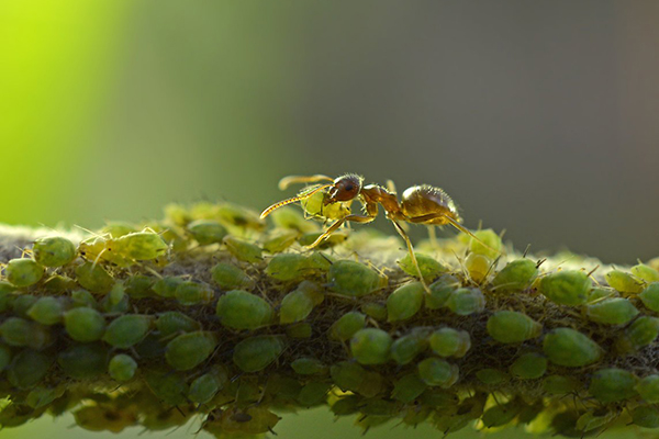 Мравка и листни въшки