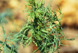 Aphid infested dill