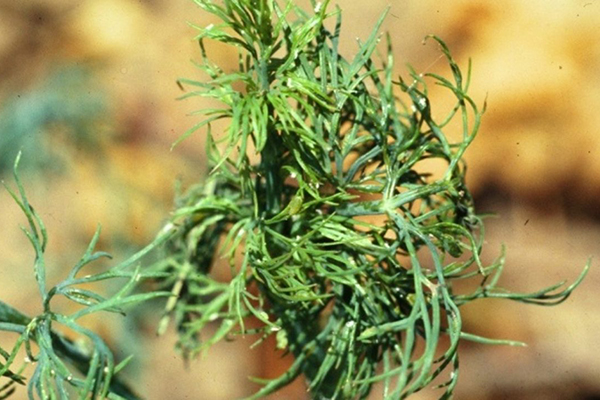 Aphid infested dill