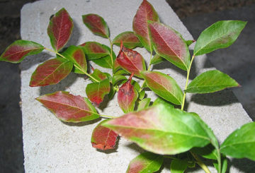 Blueberry leaves turn red in summer