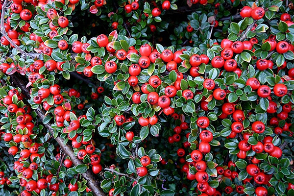 Cotoneaster with berries