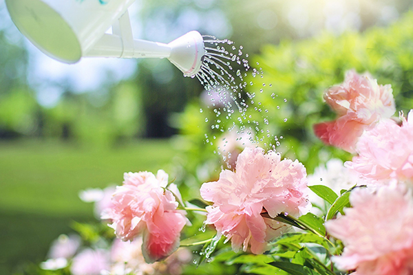 Watering garden flowers