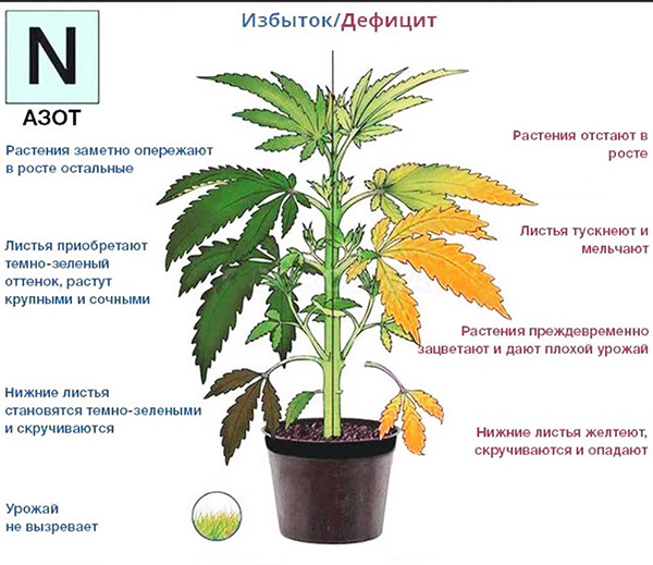 สัญญาณของส่วนเกินและการขาดไนโตรเจนในพืช