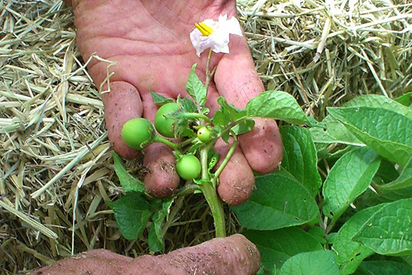 Blomma och äggstockar på potatis